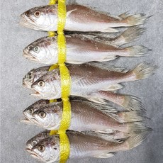 자갈치닷컴 침굴비 맛있는침조기, 1개, 1kg (21cm전후 / 10마리)