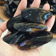 남해 홍합 다듬이홍합 생홍합 통영홍합 여수홍합 진동홍합 세척홍합 지중해담치, 1개, 1kg 70~80미