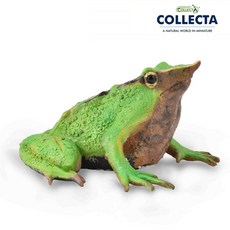 컬렉타 다윈 개구리, 1개