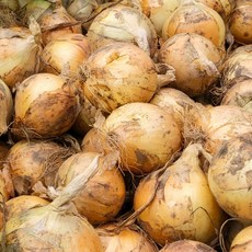 [산지직송 직접농사] 최상품 국내산 단단한 창녕 햇 양파, 1박스, 3kg(특대)