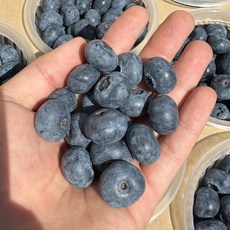 신선한 100% 국내산 청정 생 블루베리, 2세트, 국내산 블루베리 100g (14mm)
