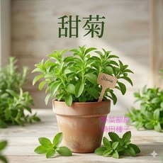 T02 甜菊種子 中包裝 多年生草本 葉子具有甜味, 1包
