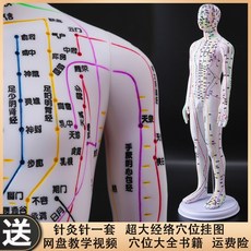 인체모형 혈자리 한의사 한의원 인형 해부학 골격근 침술 침자리 교육 한방, 컬러 하드  (52cm 남성 )