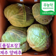 [제주직송] 무농약 국내산 제주 양배추, 1개, 5kg