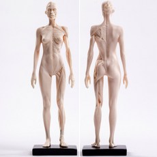 인체근육모형 해부학 인체구조모형 미술 조형물 교육용 실습용 인체모형 PU 30cm 여성 피부 백색 배아, 1개