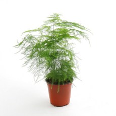 갑조네 아스파라거스 나누스 소품 실내 공기정화 인테리어식물, 단일, 1개