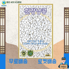흰강낭콩 씨앗 (100립) 종묘 종자 강낭콩 강남콩 콩 씨 영웅 KS, 1개