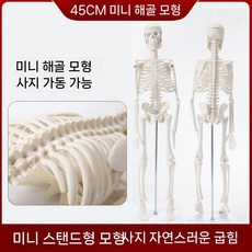 척추 모형 85cm 인체모형 해부학 뼈 구조 모델 전체 해골 실습 교육용, 1. 45cm스켈레톤