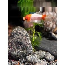 [청정수족관] 왕골돗자리 왕골자리 강화도화문석 레이아웃샌드, 1. 바닥 모래 1근