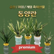 [예담플라워] 09번-15번 동양란 고급형 동양난 승진축하난 취임 개업화분, 14.황금일향