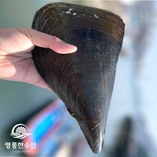 영롱한수산 (산지직송) 자연산 제철 생물 키조개 소 1마리, 1개, 키조개 (소) 1마리