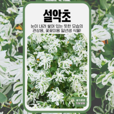 설악초 씨앗 30립 세계종묘 종자 모종 씨 꽃씨 야생초 일반종 월광초 일년생, 1개