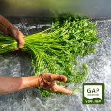 청도 미나리 당일수확직송 GAP인증 초록농원, 1kg, 1개