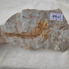 실물 화석 표본 지느러미 뼈 구조 고생물 교육 전시 수집용 천연 광물, 스페셜 83 늑대 지느러미 물고기