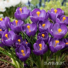 크로커스 샤프란(Crocus saffron) 추식 구근(1set 5구) 입고 금강원예, 1개, 플라워 레코드(구근이 커요!)