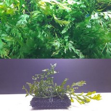 심즈배면 모스활착판, 1개