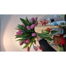 [엔음미몰]튤립 생화 양재꽃, 핑크, 10개