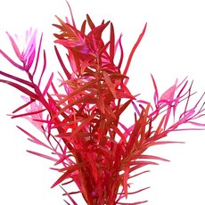 [수초대장] 로탈라 홍콩 (15촉) 중후경수초