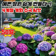[개화기 길다~!] 50/100/200알 수국 씨앗 수국 생화 모종 종자 봄파종 꽃씨앗 가든플라워 정원 화단, 50개
