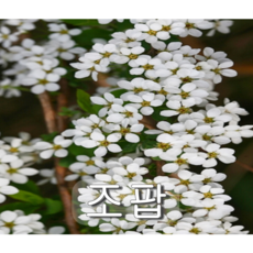 조팝나무 키 60~80cm 5그루 나무