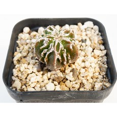 청백조돌기난봉옥 실생 동일품-260304 코덱스 아프리카식물 멸종위기희귀선인장