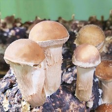 [오늘출발] 송이뜰농장 무농약 GAP 참송이버섯 가정용 1kg / 500g [원산지:국산(경기도 파주시)], 1박스, 가정용 참송이 500g