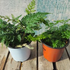 자체상품 토분 고사리과 후마타 다발리아 에버젬 마이이 1+1, 1개