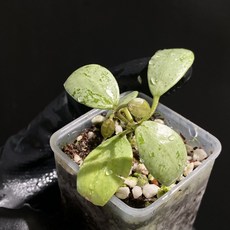 호야 라쿠노사 설카타 설가타 동일품배송