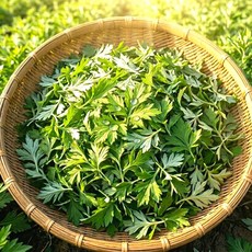 [최상급원물] 만족도1위 국산 생쑥, 1박스, 1kg