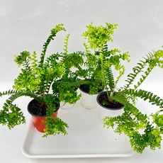 사자발고사리 소품 4개발송 양치식물 공기정화식물 다이노플라워, 1세트