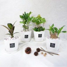플랜트스토리 스노우화이트 중형 화분 4종 세트, 1세트, A세트(고무나무+금전수+산호수+행운목)
