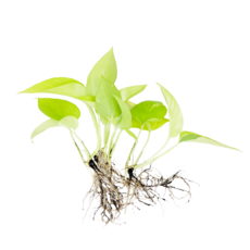 글라스가든 뿌리 흙 세척 형광 야광 스킨답서스 3뿌리 수경재배 수중 실내공기정화 키우기 쉬운 식물 키우기, 2개