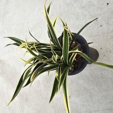 미니 동양란08 천금 / 집들이 개업 승진 축하 선물 꽃배달 고급 인테리어 꽃화분 공기정화식물 / 꽃과정원이야기, 1개