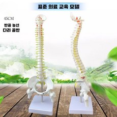 척추 모형 의료 연습 경추 요추 교구 실습용 요추, 45CM 수직척추+하프레그