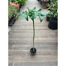 롱롱 늘씬한 파키라 외목대 대략 70-90cm 플랜테리어 반려식물 광명IC화훼유통, 1개