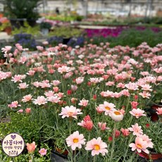 [들꽃야생화] 빈티지 춘절 춘절국화 9cm 포트모종 노지월동 다년생 베란다 정원 꾸미기꽃, 3개