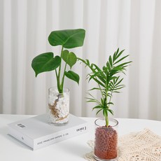 몬스테라 테이블야자 쉬운 수경 수경식물 diy 세트 선물 모나플랜트, 화이트스톤, 09.마리안느
