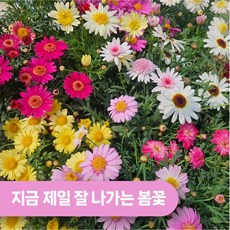 아비가든 목마가렛 (+화분받침 식물영양제) 꽃많음 봄꽃 꽃화분 키우기쉬운꽃 식물인테리어 화단 초화 정원, 1개, 혼합색