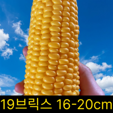 [2차입고] 초고당도 19brix 산지직송 초당옥수수, 1박스, 특품5개입(16-20cm)
