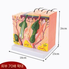 피부 단면도 모형 단면 입체 병원 실습 모낭 피부조직 사람 교육용 구조, 3. 피부 70배 확대 26X23X18cm