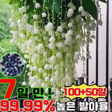 빠른 배송 강렬한 향의 매달린 재스민 씨앗 화분 쟈스민 꽃나무 행인 자스민 나무 태국 쟈스민 씨앗 쉬운재배 다른 종자 랜덤 증정 10알, 150개