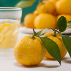 [국내산 생유자] 과육가득 생과 향 진한 겨울 제철 유자청 비타민폭탄 당도보장 산지직송, 1개, 생유자 5kg