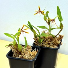 디네마 폴리벌본 착생란 비바리움식물 서양란 난초키우기, 1개