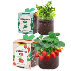 이지그로우 식물 재배키트, 루꼴라1+딸기1