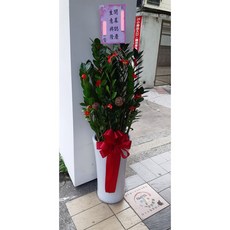 台北市花店 金錢樹組合盆栽/開幕開市/榮升榮調/喬遷/會員大會/競選總部/寬約35-40公分 高120-130公分, 1個