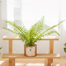 보스턴 고사리 조화 화분 캔 set 30cm 인테리어 식물 테이블 장식 소품 꾸미기, 보스턴캔화분, 1개