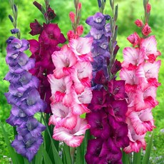 [Qgarden] 유럽 글라디올러스 구근 6개 2종 혼합 세트 유럽 직수입 여름꽃 특선