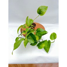 스킨답서스 소형 소품 수경재배 수경식물 공기정화식물 키우기쉬운 인테리어식물 제이팜, 1개