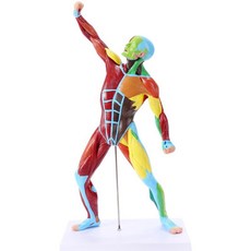 美術繪畵素描彩色50CM肌肉人體模型，全身肌肉解剖健身運動系統模特，精準肌肉紋理，提升素描技巧, 1個, 50釐米彩色肌肉模型