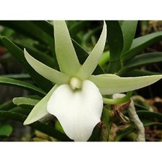 서양란(앙그레컴 디디에리 7개 특가)